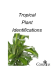 Tropical Plant Identifications