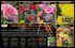 firecracker chrysanthemums