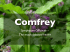 Comfrey