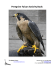 Peregrine Falcon Activity Book