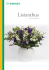Lisianthus 12p double flowers 2015_v2.indd