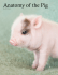 Anatomy of the Pig - Microscopy-UK