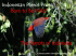 The Parrots of Indonesia - Indonesian Parrot Project