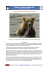 Species Factsheet 2: Brown bear (Ursus arctos)