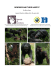 BONOBOS AND THEIR HABITAT