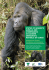 status of grauer`s gorilla and chimpanzees in eastern democratic