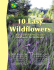 10 Easy Wildflowers—Your Guide to Florida Native Wildflowers for