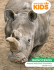 rhinoceros - San Diego Zoo