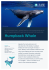 Humpback Whale Fact Sheet