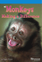 Monkeys - Pupul.ir