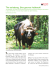 The seladang, Bos gaurus hubbacki