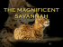 The Magnificent Savnnah - Savannah Breed Section