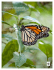 Monarch Butterfly - World Wildlife Fund