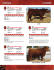 Part 3 - Gill Red Angus