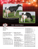 California Holstein Convention Sale