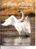 View the PDF - The Trumpeter Swan Society