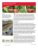 Recommended Tomato Varieties for Commercial