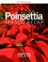 Poinsettia Season Recap