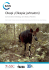 Okapi conservation strategy ENGLISH low res