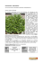 Kirschlorbeer „Rotundifolia“