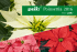 Katalog Poinsettien 2015 - pac