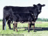 Beef Cattle Breeds Identification &amp; Characteristics