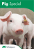 Pig Special
