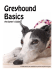 Greyhound Basics - National Greyhound Adoption Program