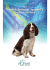 English Springer Spaniel`s