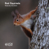 Red Squirrels - Scottish Natural Heritage
