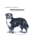 BERNESE MOUNTAIN DOG (Berner Sennenhund, Dürrbächler)