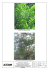 Incense Tree (Aquilaria sinensis ) Silverback Artocarpus (Artocarpus