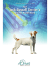 Jack Russell Terrier`s - Orivet Genetic Pet Care