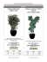 Aralias - Parker Plants