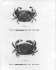 Fig. 19. Cancar setosus Molina. 1782. Vista dorsal