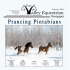 Prancing Pintabians - The Valley Equestrian News