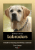 Getting to Know Labradors