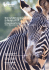 Grevy`s Zebra conservation in Kenya 2015