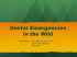 Dental Emergencies in the Wild