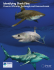 Identifying Shark Fins: