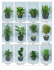 Plant Varieties - Greenscape Interior, Inc.