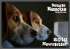 Newsletter - Beagle Rescue Victoria