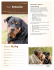 Rottweilers - AskMyVet.net