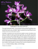 March - Richmond Orchid Alliance