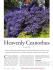 Heavenly Ceanothus - American Horticultural Society