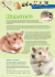 Hamsters - BC SPCA