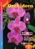Ausgabe 1-2008 - OrchideenZauber