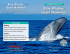 Blue Whales: Giant Mammals