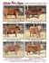 leland red angus - Koester Red Angus