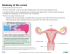 Anatomy of the cervix